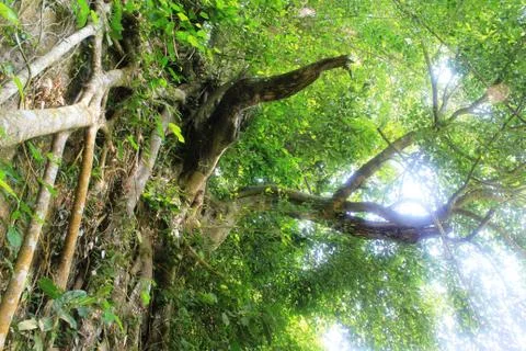 Trees at side of river Stock Photos