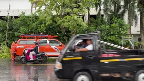 Trees on the side of the road fell due to rainstorms Stock Footage 289850549