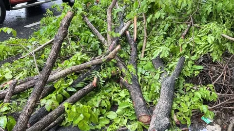 Trees on the side of the road fell due to rainstorms Stock Footage 289850550