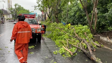 Trees on the side of the road fell due to rainstorms Stock Footage 289850633