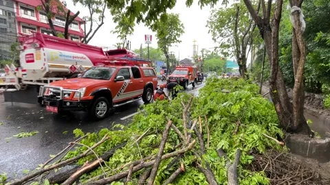 Trees on the side of the road fell due to rainstorms Stock Footage 289850634