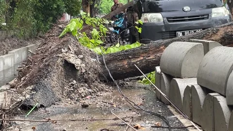 Trees on the side of the road fell due to rainstorms Stock Footage 289850666
