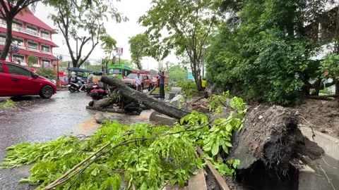 Trees on the side of the road fell due to rainstorms Stock Footage 289850667