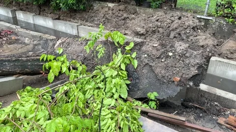 Trees on the side of the road fell due to rainstorms Stock Footage 289850727