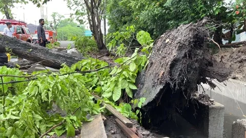 Trees on the side of the road fell due to rainstorms Stock Footage 289850772