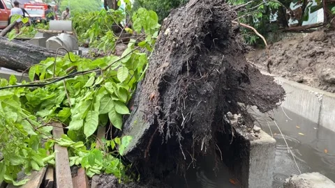 Trees on the side of the road fell due to rainstorms Stock Footage 289850773