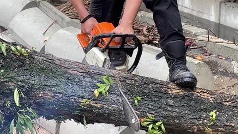 Trees on the side of the road fell due to rainstorms Stock Footage 289850774