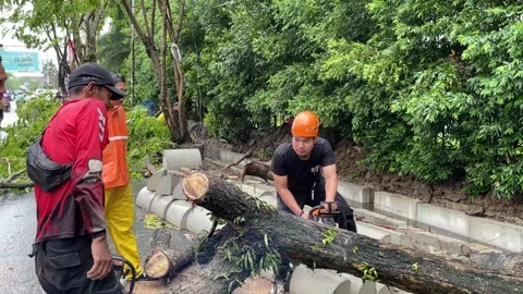 Trees on the side of the road fell due to rainstorms Stock Footage 289850802