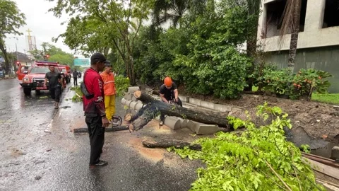 Trees on the side of the road fell due to rainstorms Stock Footage 289850803