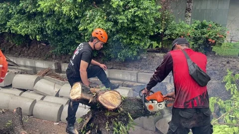 Trees on the side of the road fell due to rainstorms Stock Footage 289850841