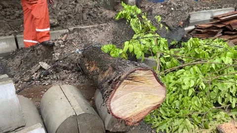 Trees on the side of the road fell due to rainstorms Stock Footage 289850844