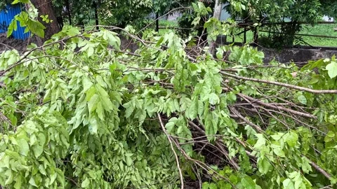 Trees on the side of the road fell due to rainstorms Stock Footage 289850857