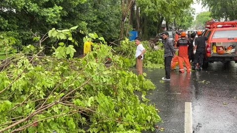 Trees on the side of the road fell due to rainstorms Stock Footage 289850865