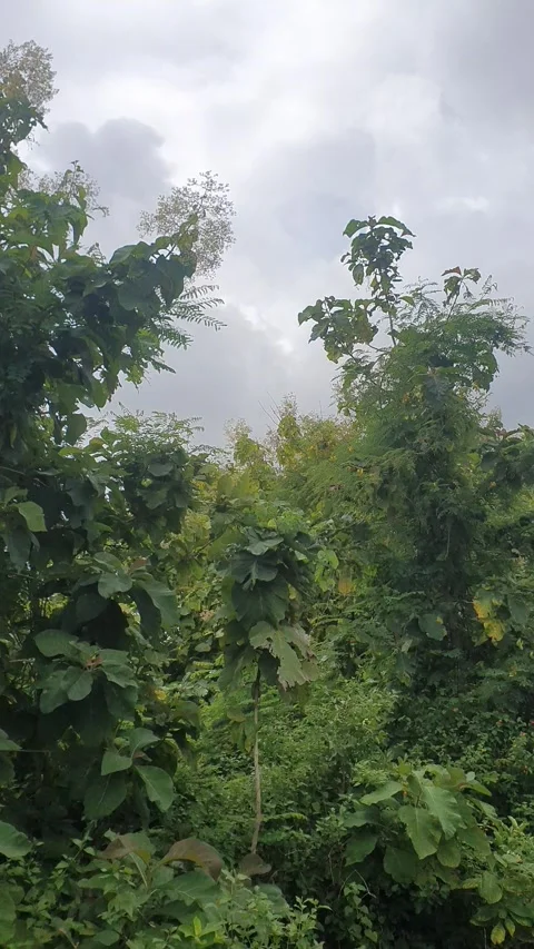 Trees on the side of the road Stock Footage 303623408