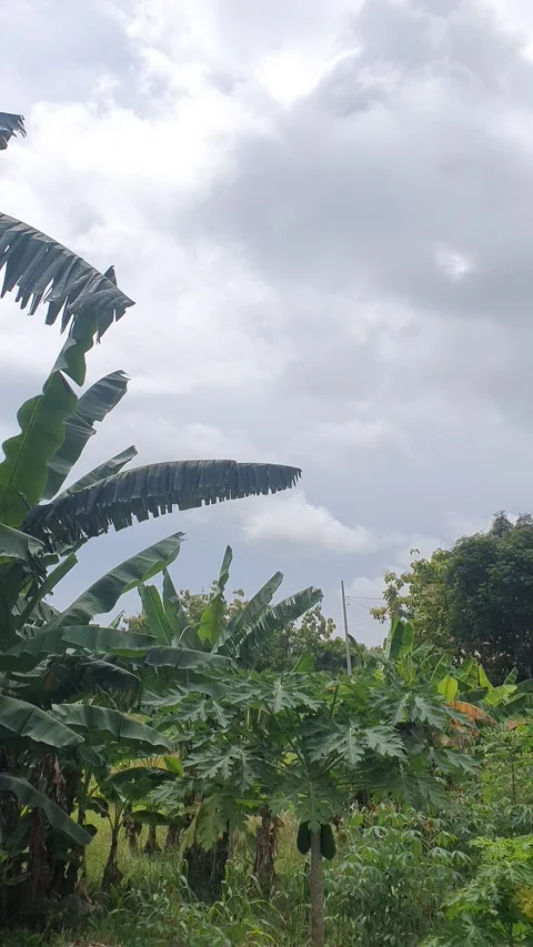 Trees on the side of the road Stock Footage 303623412