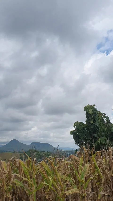 Trees on the side of the road 库存影片 303623496