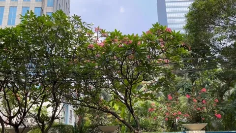 Trees On The Sidewalk 動画素材 211107245