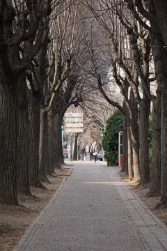 Trees on a Sidewalk Stock Photos