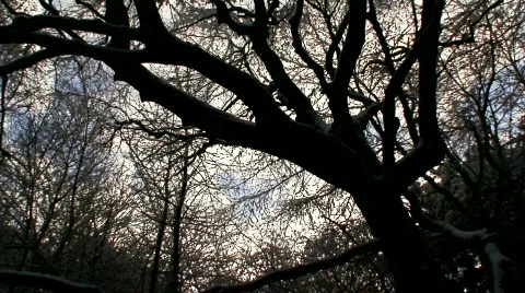 Trees silhouette against a winter sky Stock Footage 596451