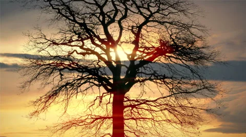 Trees silhouette background. beaming light. nature. fantasy Stock Footage 39820431