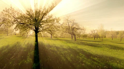 Trees silhouette background. beaming light. nature. fantasy sun rays. sunbeam. Stockbeeldmateriaal 39827252