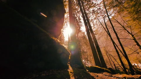 Trees silhouette background. beaming light. nature. fantasy sun rays. sunbeam. Stock Footage 64539280