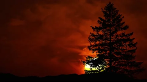Trees Silhouette Branches Forest Nature, Stock Footage 238086764