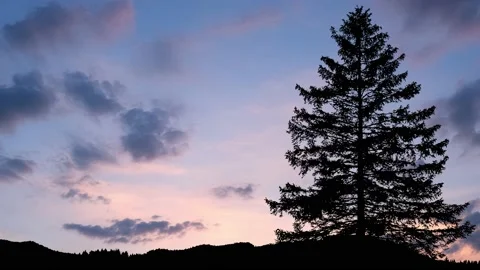 Trees Silhouette Branches Forest Nature, Stock Footage 238425545