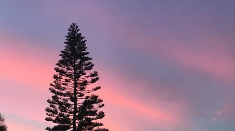 A Trees Silhouette at Dusk Stock Photos