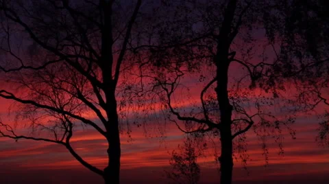 Trees in silhouette Stock Footage 43128594
