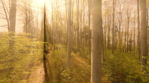Trees silhouette forest background. beaming light. nature. fantasy Stock Footage 39827334