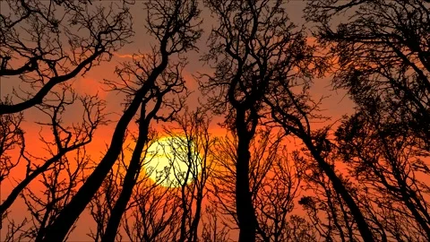 Trees silhouette - golden sun rises, orange sky - time lapse Stock Footage 147355937
