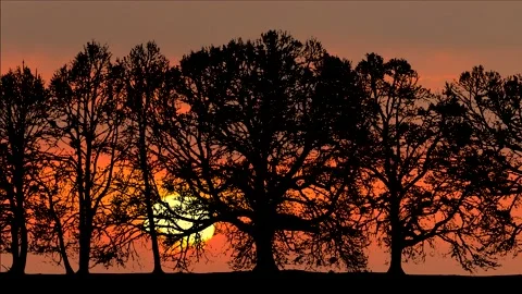 Trees silhouette - golden sun rises, orange sky - time lapse Stock Footage 147356460