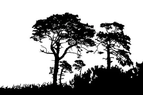 Trees silhouette isolated on white background. Pines or cedar landscape. Stock Illustration