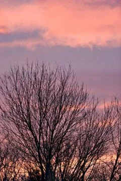 Trees Silhouette Stock Photos