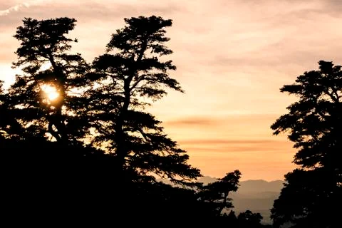 Trees silhouette Stock Photos