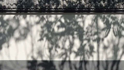 Tree's silhouette reflected on white wall Stock Footage 334110128