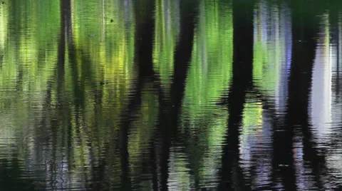 Trees silhouette reflections in water Stock Footage 57761412