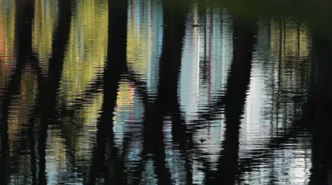 Trees silhouette reflections in water Stock Footage 57761862