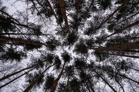 Trees silhouette in sky. Stock Photos