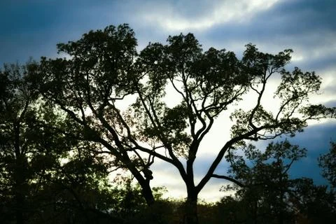 Trees silhouette at sunset Stock Photos