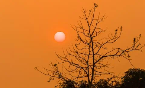 Trees silhouette with sunset Stock Photos