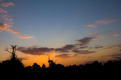 Trees silhouette at sunset Stock Photos