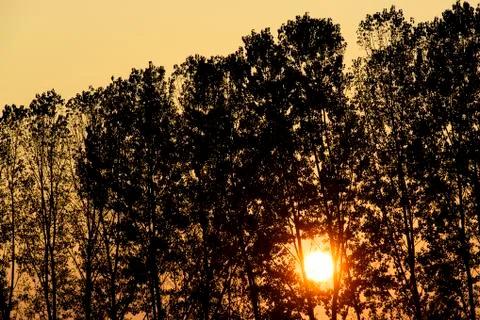 Trees in silhouette at sunset Stock Photos