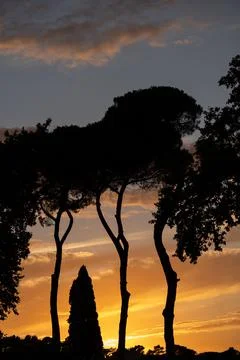 Trees Silhouette At Sunset Photos