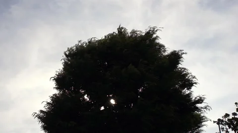Trees silhouette swaying in the wind Stock Footage 66675810