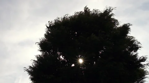 Trees silhouette swaying in the wind Stock Footage 66681889