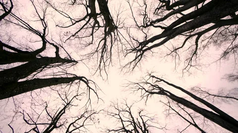 Trees silhouette. trees background. darkness light. mystic Stock Footage 36214519