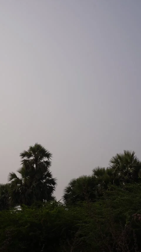 Trees Silhouetted Against Pale Sky Stock Footage 327947792
