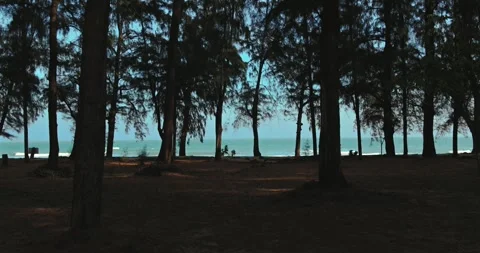 Trees silhouetted against tranquil ocean horizon. Stock Footage 303820133